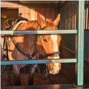 Dolly Parton's Stampede Dinner Attraction photo submitted by Connie Collins