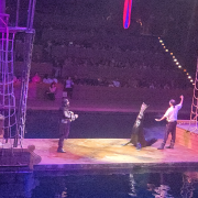 Pirates Voyage - Dinner & Show photo submitted by Lola Cheek