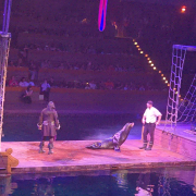 Pirates Voyage - Dinner & Show photo submitted by Lola Cheek