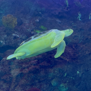 WonderWorks Branson photo submitted by Margie Foley