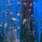 Newport Aquarium photo submitted by Gabrielle Cook