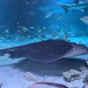 Newport Aquarium photo submitted by Gabrielle Cook