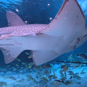 Newport Aquarium photo submitted by Gabrielle Cook