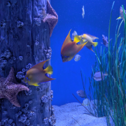 Newport Aquarium photo submitted by Gabrielle Cook