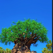 Walt Disney World® Resort photo submitted by Anil Kumar Kota