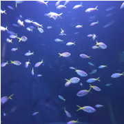 Ripley's Aquarium of Myrtle Beach photo submitted by Cynthia Holstein