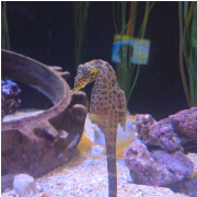 Ripley's Aquarium of Myrtle Beach photo submitted by Cynthia Holstein