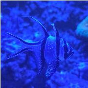 Ripley's Aquarium of Myrtle Beach photo submitted by Cynthia Holstein