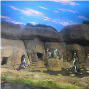 Ripley's Aquarium of Myrtle Beach photo submitted by Cynthia Holstein