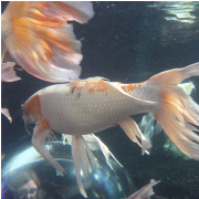 Ripley's Aquarium of Myrtle Beach photo submitted by Cynthia Holstein