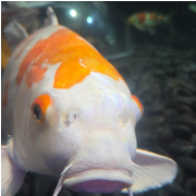 Ripley's Aquarium of Myrtle Beach photo submitted by Cynthia Holstein