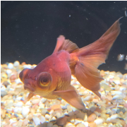 Ripley's Aquarium of Myrtle Beach photo submitted by Cynthia Holstein