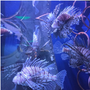 Ripley's Aquarium of Myrtle Beach photo submitted by Cynthia Holstein