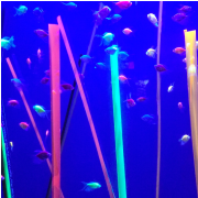 Ripley's Aquarium of Myrtle Beach photo submitted by Cynthia Holstein