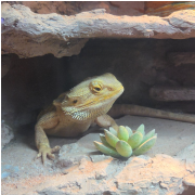 Ripley's Aquarium of Myrtle Beach photo submitted by Cynthia Holstein