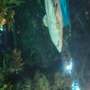 Ripley's Aquarium of the Smokies photo submitted by Teja Hockinson
