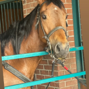 Dolly Parton's Stampede Dinner Attraction photo submitted by Lisa Kaiser