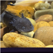 The Florida Aquarium photo submitted by Joshua Fracassi