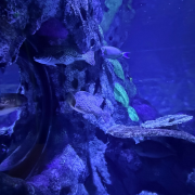 Aquarium at the Boardwalk photo submitted by Melissa Wells