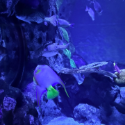 Aquarium at the Boardwalk photo submitted by Melissa Wells