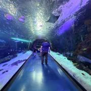 Aquarium at the Boardwalk photo submitted by Melissa Wells