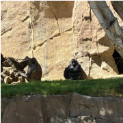 San Diego Zoo Safari Park photo submitted by Candy Wilson