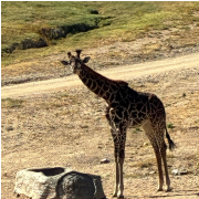 San Diego Zoo Safari Park photo submitted by Candy Wilson