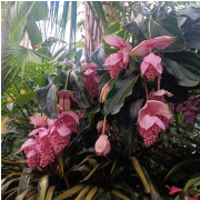 Biltmore Estate photo submitted by Joann Wingfield