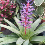 Biltmore Estate photo submitted by Joann Wingfield