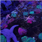 The Florida Aquarium photo submitted by Karen McGee