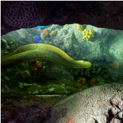 The Florida Aquarium photo submitted by Karen McGee