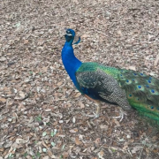 Flamingo Gardens photo submitted by Kenverly Maldonado