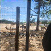 Wild Adventures Theme Park photo submitted by Teralyn Bowdry