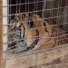 National Tiger Sanctuary photo submitted by Chet Tabor