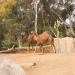 San Diego Zoo photo submitted by Diana Kersh