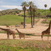 San Diego Zoo Safari Park photo submitted by Diana Kersh
