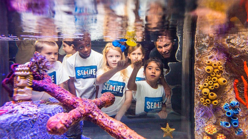 Families looking in a tank at Sea Life Aquarium - Orlando, Florida, USA