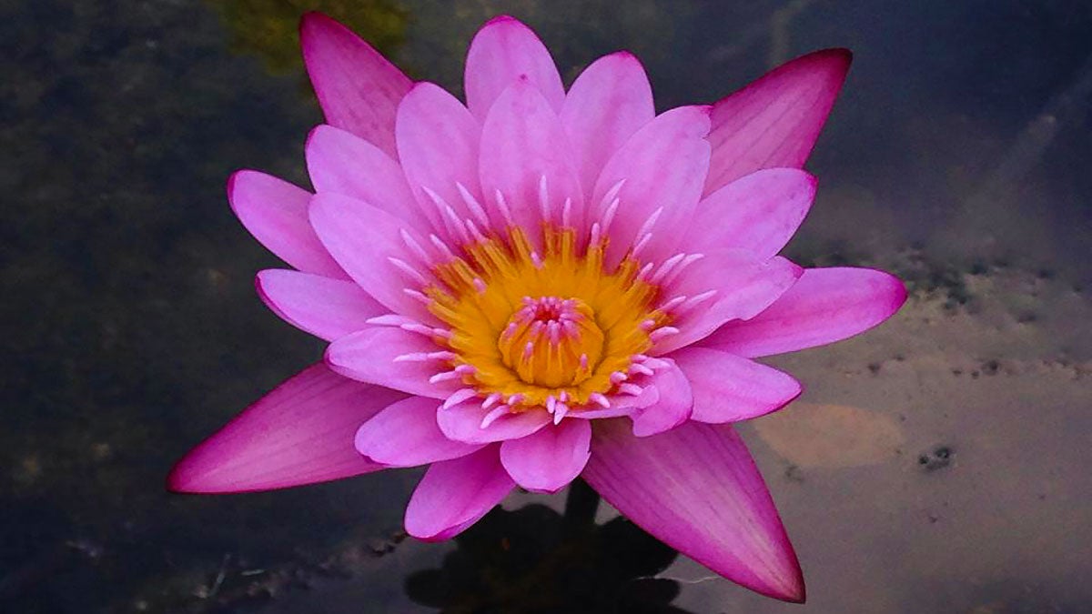 close up of pink flower at Na’Aina Kai Botanical Gardens in Kauai, Hawaii, USA