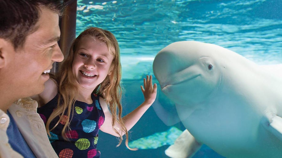 Insider’s Guide to SeaWorld San Antonio