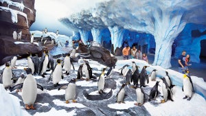 Families looking at Penguins in Antarctica at SeaWorld Orlando - Orlando, Florida, USA