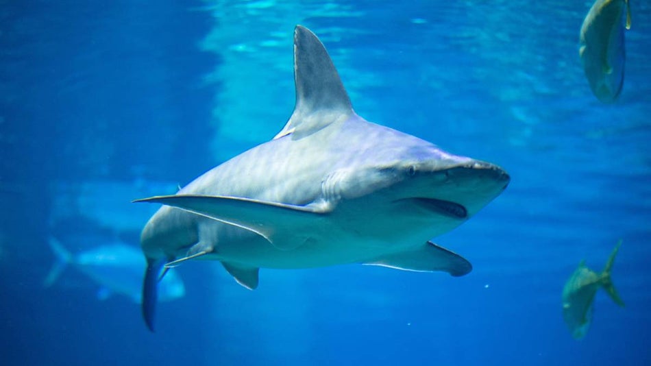 Up Close Shot of a Shark with other sharks in background at SeaWorld in Orlando, Florida, USA