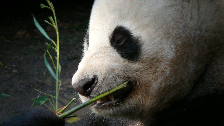 close up of panda eating bamboo at the San Diego Zoo near San Diego, California, USA