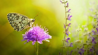 close up of butterfly on purple flower