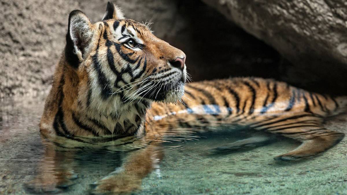 Tiger laying in water at The San Diego Zoo - San Diego, California, USA