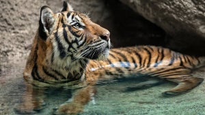 Tiger laying in water at The San Diego Zoo - San Diego, California, USA