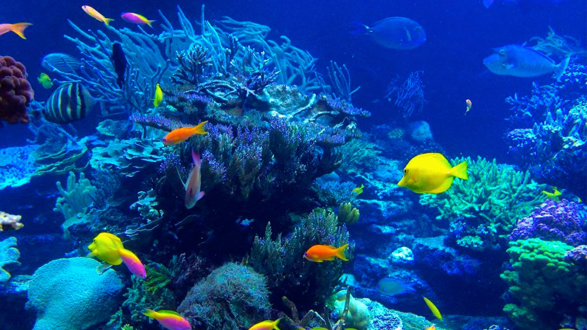 Vibrant Fish and Coral Underwater at Coral Gardens - Maui, Hawaii, USA