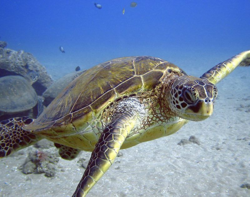 Sea Turtle up Close Swimming Underwater