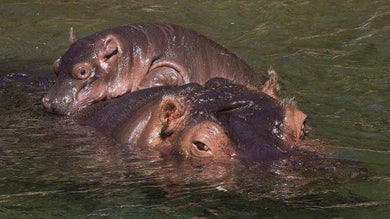 Baby Hippo on moms back at The San Diego Zoo - San Diego, California, USA