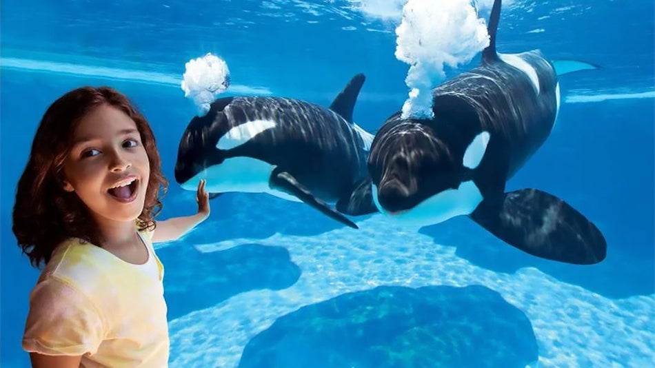 Child smiling and Orcas at Seaworld - Orlando, Florida, USA