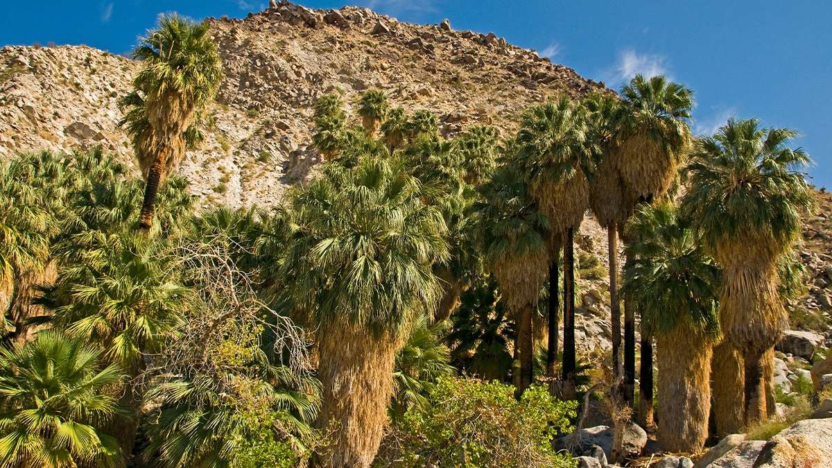 close up palm trees at Borrego Palm Canyon in San Diego, California, USAclose up of palm trees at